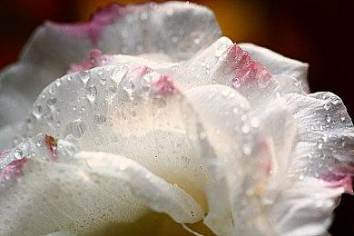 《刺客信条：影》媒体预览2025年1月中旬发布 可能不会再跳票了